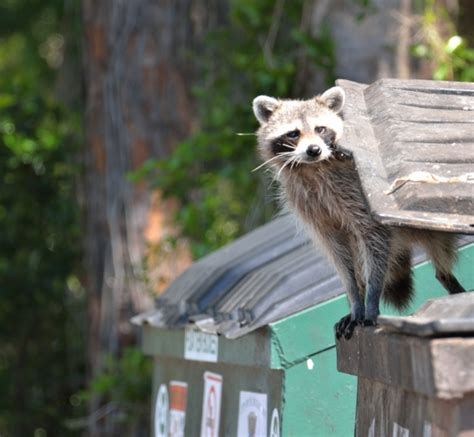 Raccoon In The Wild Free Stock Photo - Public Domain Pictures