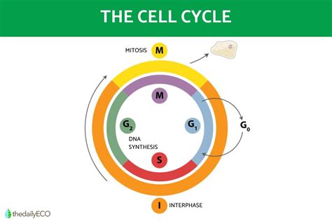 Phases of the Cell Cycle - Summary of Cell Cycle Stages With Diagrams