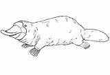 Platypus 1 Coloring Page  Free Printable Pages For Kids sketch template