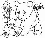 Panda Coloring Pages  sketch template