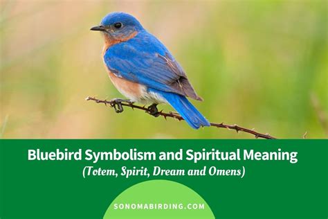 Bluebird Symbolism and Spiritual Meaning - Sonoma Birding