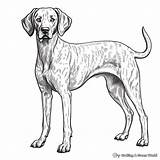 German Shorthaired Pointer Coloring Pages  Free & Printable sketch template