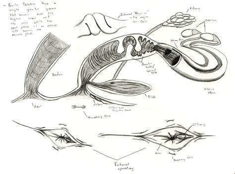 Dolphin Anatomy: Female Reproductive System by Adleisio on DeviantArt