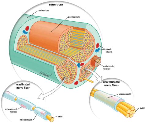 Peripheral nerve anatomy (image courtesy of Myoscience). | Download ...