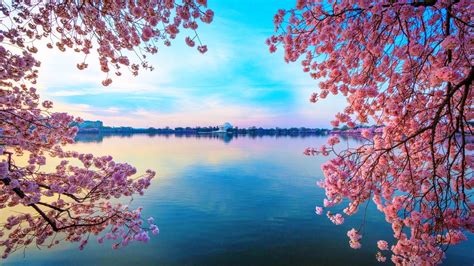 WpNature.com - Blossomed Lake Flowers Blue Cherry Blossom Water Pink Trees Beautiful Spring ...