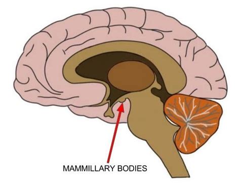 Know Your Brain: Mammillary Bodies