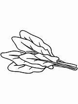 Spinach coloring pages sketch template