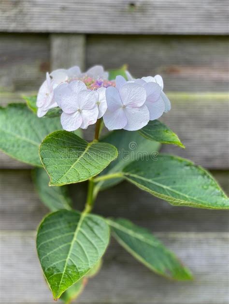 One Flower Growing Thru Rubble Stock Photos - Free & Royalty-Free Stock Photos from Dreamstime