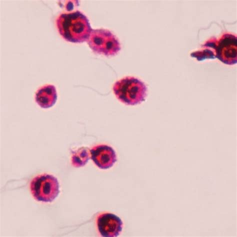 Chlamydomonas Flagella Slide (CBS 071) - Blades Biological Ltd - Kent