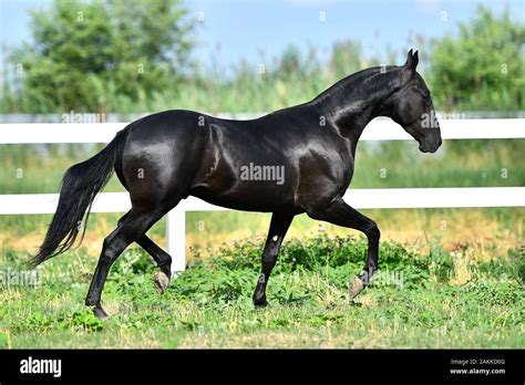 Black Akhal Teke stallion running in trot along white fence in summer ...