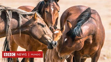 Por qué los míticos caballos salvajes del Lejano Oeste están en el ...