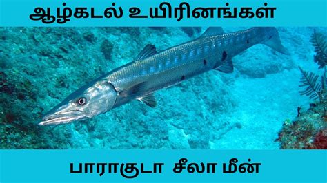 பாராகுடா சீலா மீன், Marine Life Documentary - YouTube