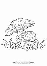 Mushroom Coloring Pages Printable  Just Family Fun sketch template
