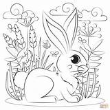 Rabbit coloring Page  Free Printable Coloring Pages sketch template