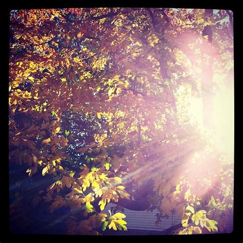 Sunlight through that same colorful tree. | Danielle Blue | Flickr