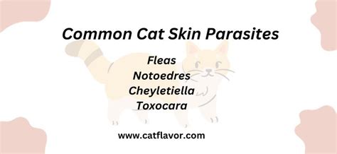 Cat Skin Parasites Symptoms, Treatments and Preventive Strategies - Cat Flavor