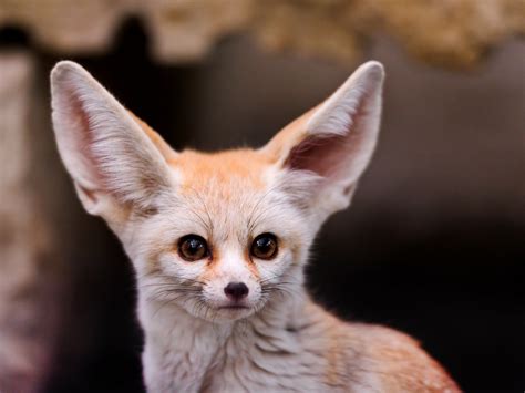 What big ears! | Portrait of a cute and small fennec showing… | Flickr