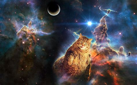 Galaxy Cat Wallpapers - Top Free Galaxy Cat Backgrounds - WallpaperAccess