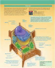 Perbedaan Organel Sel Hewan Dan Tumbuhan