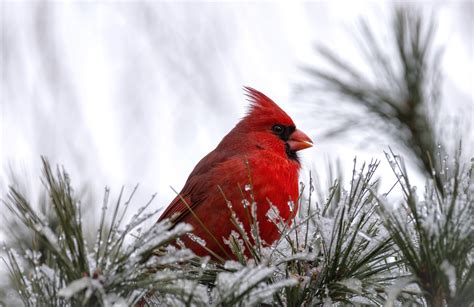 Free Red Bird Winter Wallpaper - WallpaperSafari