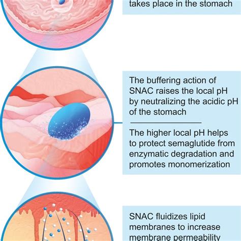 (PDF) A new era for oral peptides: SNAC and the development of oral semaglutide for the ...