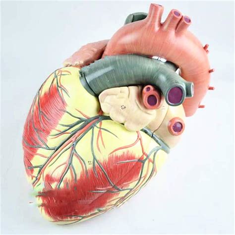 Buy LCTS Human Heart Anatomy Model, 3 Times The Size of A Real Human Heart Anatomy Model for ...