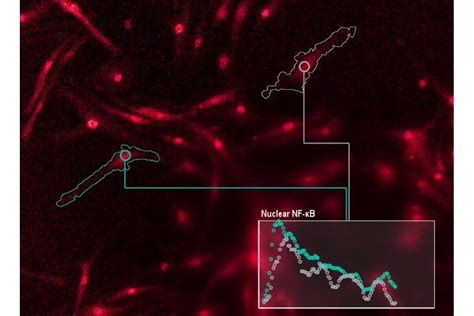 Scientists decode 'language' of immune cells | Mirage News