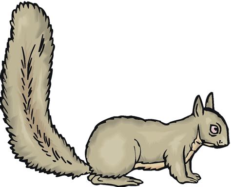 Free Images Of Squirrel, Download Free Images Of Squirrel png images, Free ClipArts on Clipart ...