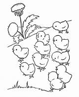 Chick Coloring Page  Best Pages For Kids sketch template