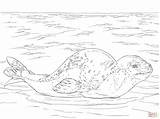 Leopard Seal coloring Page  Free Printable Coloring Pages sketch template