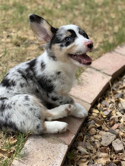 Adorable Blue Merle Cardigan Corgi