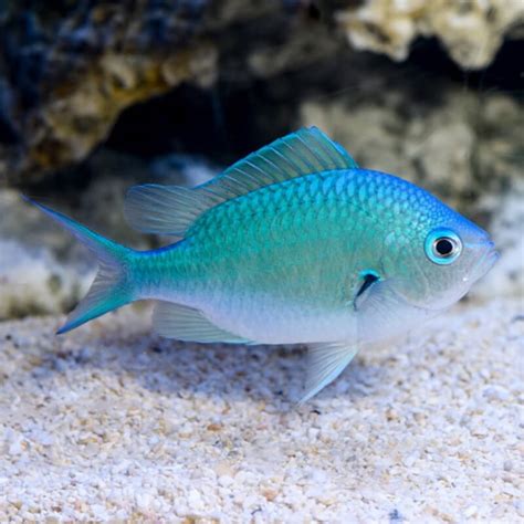 Chromis (Blue/Green) | Quarantined Fish