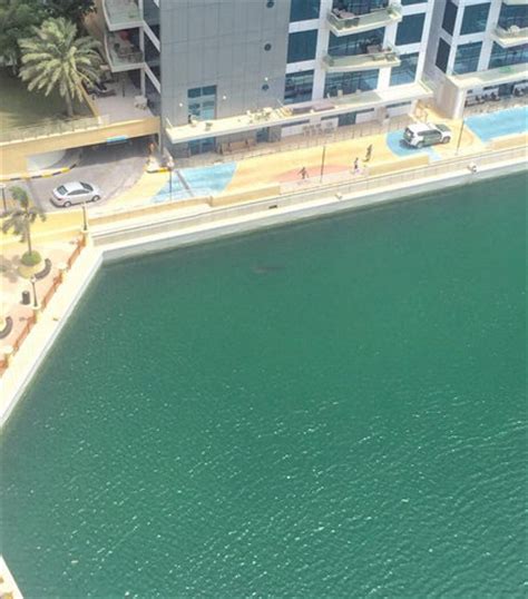 Pictures of Whale Shark 'Swimming' Near Dubai Marina - Photos,Images,Gallery - 28691