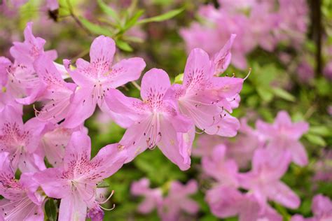 Flowering Azaleas at My Farm - The Martha Stewart Blog