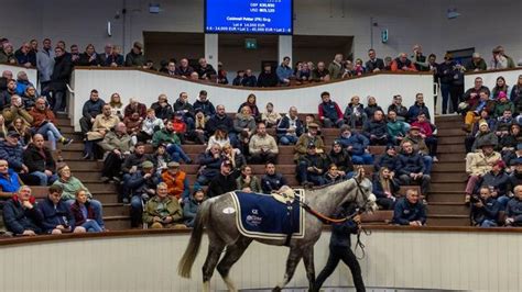 Paul Nicholls: Caldwell Potter won't go to Cheltenham - it's impossible to get him acclimatised ...