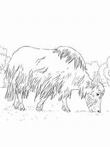 Yak Eating Grass coloring Page sketch template
