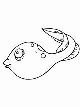 Tadpole coloring Pages sketch template