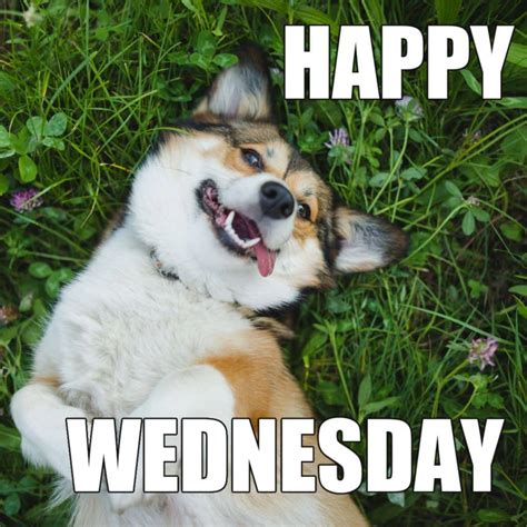 25 Cute Wednesday Memes To Make You Smile On Hump Day