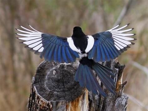 Black-billed Magpie | Celebrate Urban Birds