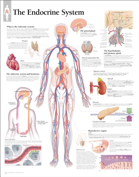 Diagram Of The Endocrine System | Endocrine system, Endocrine, Body systems