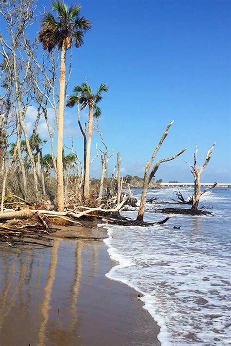 Big Talbot Island State Park, Jacksonville FL - Boneyard Beach — SOUTH ...