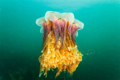 10 Lion’s Mane Jellyfish Facts - Fact Animal