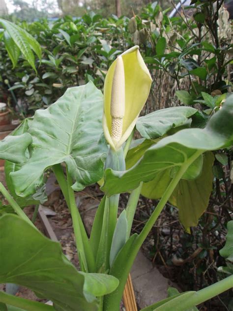 Alocasia Flowers: Everything You Need to Know - Plants Craze