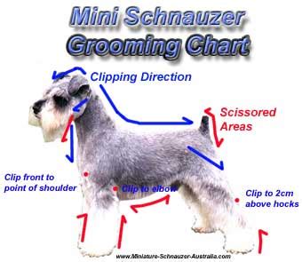 Mini Schnauzer Grooming Tips for Pets | Miniature Schnauzer Australia