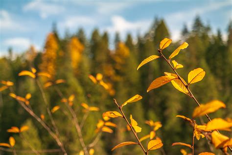 Fall colors in Northern Idaho [5472x3648] [OC] : r/BotanicalPorn