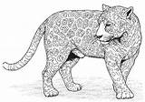 Panther Coloring Pages Printable sketch template