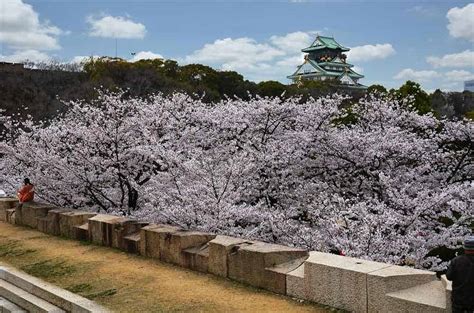 Cherry Blossoms in Osaka: When & Where to See Sakura in 2021