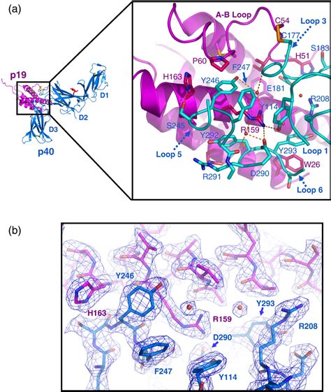 Figure 4 from The structure of interleukin-23 reveals the molecular ...