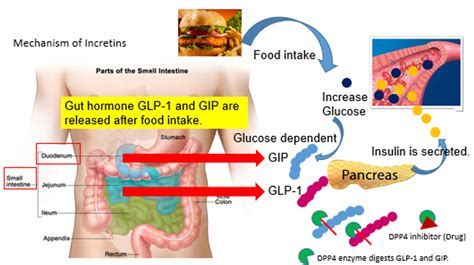 Total Glucose-dependent Insulinotropic Peptide (GIP) ELISA, 27203 (RUO) | Human Total GIP ...