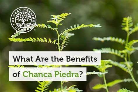 What are the Benefits of Chanca Piedra?